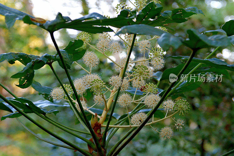 金银花/日本楤木/亮叶纸植物/大叶纸植物